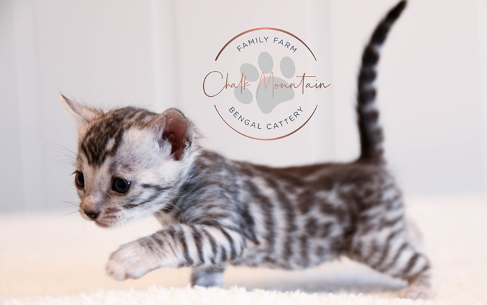 Bengal kitten for sale